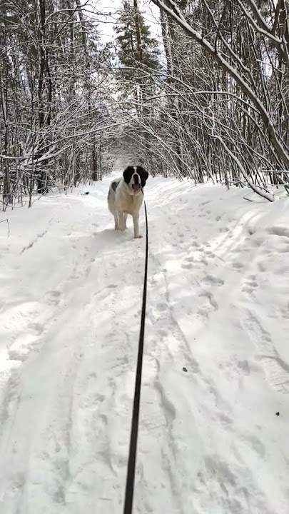 Последний зимний день #dog #собака #московскаясторожевая