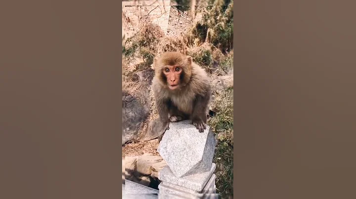 Monkey lifestyle living at home,  #short