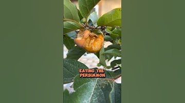 This is how I stop SQUIRRELS from eating my persimmons! #persimmon #persimmonfruit #fruitprotection