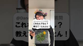 たんぽぽの突然変異で茎が太くなる理由は?