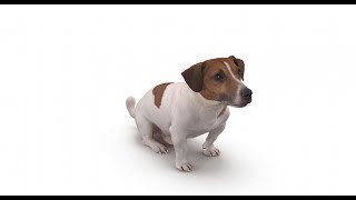3Dmodel Jack Russell At 3Dexport