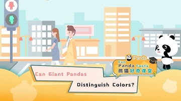 【Fun Panda Facts】Can Giant Pandas Distinguish Colors? | iPanda