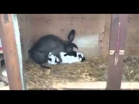 Tavşan zevkten kilitlendi :)