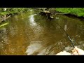 Brown trout fishing  tiny creek fishing