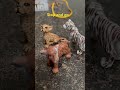 Animals stop and go