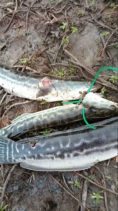 ikan Toman dara