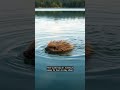 Porcupines: Nature's Floating Wonders
