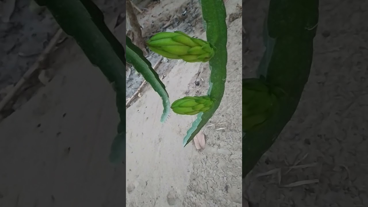 ازاى تحدد معاد تفتح زهره الدراجون فروتاو فاكهة التنين