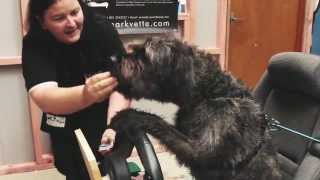 Monty's Story by TheDrivingDogs 44,289 views 11 years ago 1 minute, 22 seconds