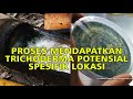 Proses mendapatkan trichoderma potensial spesifik lokasi lombok organik