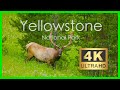 4K Yellowstone National Park Wildlife【No ads】light music for relaxation【黃石】-10-bit Color