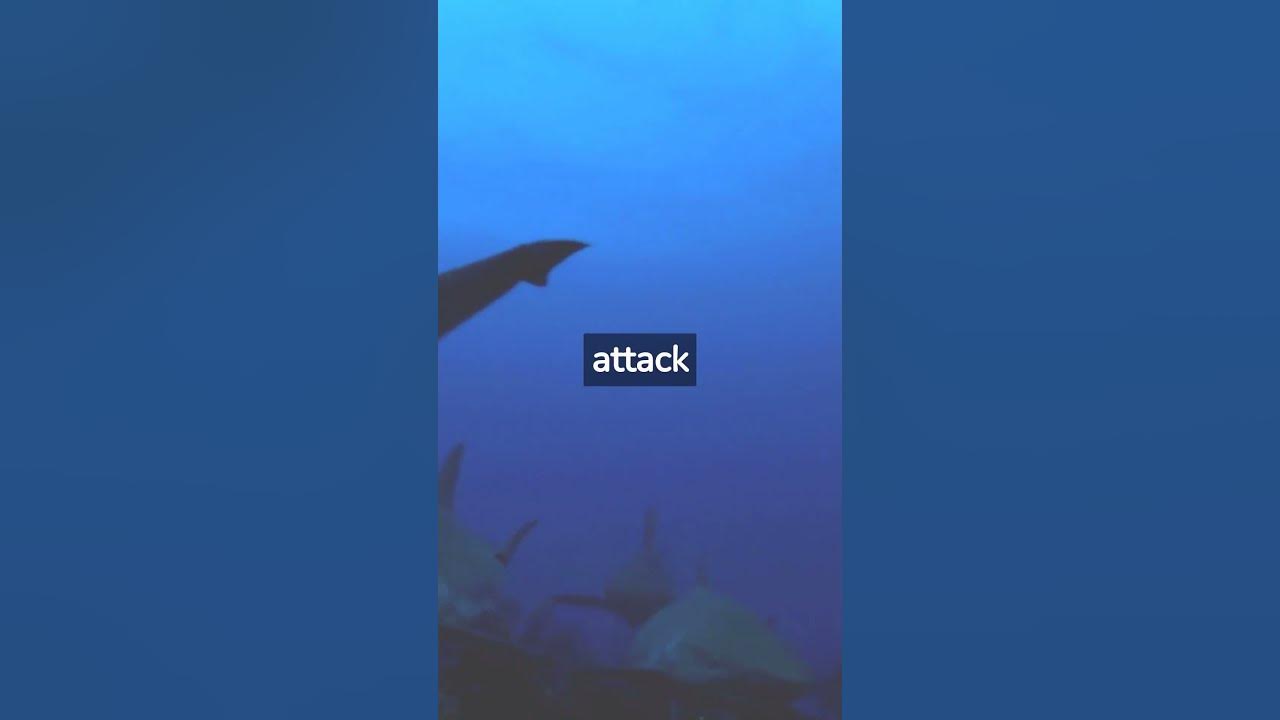 How Many Shark Attacks Per Year? shorts YouTube