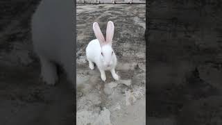 #khargosh #rabbit #petrabbit
