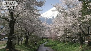 桜と富士山の競演・・・200本のソメイヨシノ咲き誇る(17/04/29)