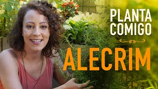 ALECRIM: Dicas de OURO pra cultivar