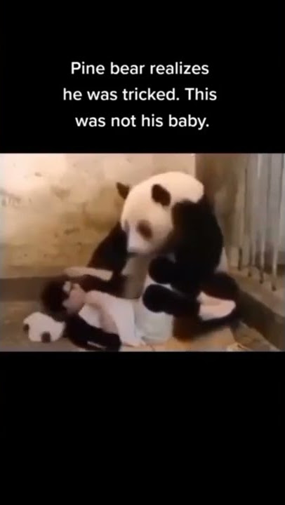fooling Panda 🐼