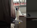 #cat #cats #catshorts #catvideos #catlove #gato #gatos #pet #pets #petlover #petlovers #petlovers