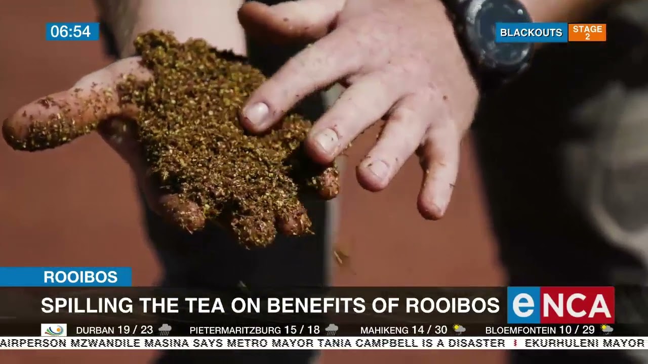 Spilling the tea on benefits of Rooibos