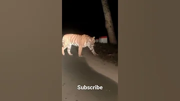 र त क समय ग ड क स मन श र आ गय श र क दह ड क तन ड जर ह त ह स नकर बह त डर लग जब श र आय 