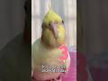 Happy hatc.ay my sweet lemon  cockatiel birbs parrot youtubeshorts pets ytshorts tiktok