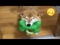 Kawaii Shibe