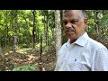 (part-7)എന്തിന് മാർക്കിങ്ങിനു നിബന്ധനകൾ. 👌റബ്ബർ മരം മാർക്ക് ചെയ്തശേഷം ചീകിതെളിച്ചെടുക്കുന്നതെങ്ങനെ