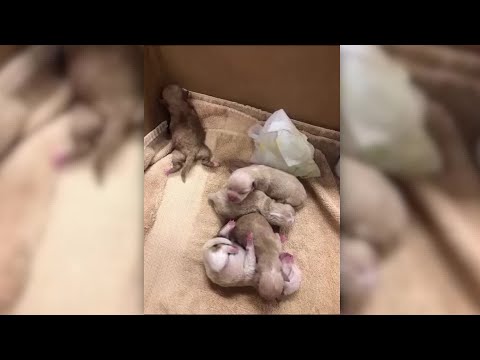 Police searching for woman who dumped puppies in dumpster