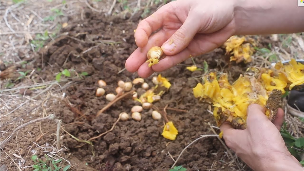 Planting Jackfruit Seeds Right in the Ground - YouTube