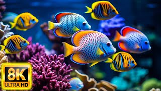 Colors Of The Ocean 8K ULTRA HD - The best sea animals for relaxing and soothing music #22