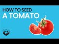 How to Seed a Tomato
