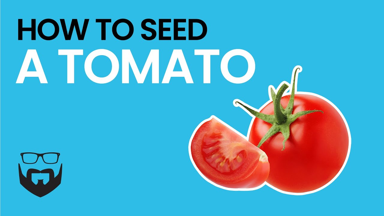 How to Seed Tomatoes images images How to Seed Tomatoes