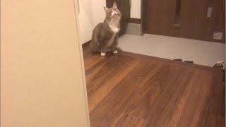 引越しで情緒不安定な猫 ノルウェージャンフォレストキャット A emotionally unstable cat in moving