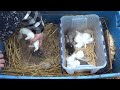 Kindling Totes: The Game-Changer for Raising Rabbits in Any Climate!