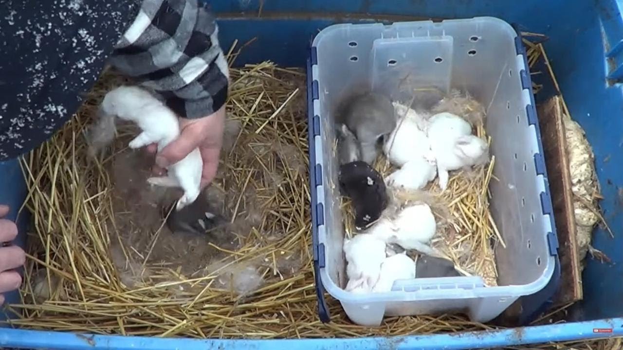 Kindling Totes: The Game-Changer for Raising Rabbits in Any Climate ...