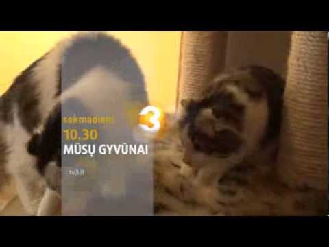 Video: Dviejų Veidų Katė Venera Gali Turėti Du DNR Rinkinius - Alternatyvus Vaizdas