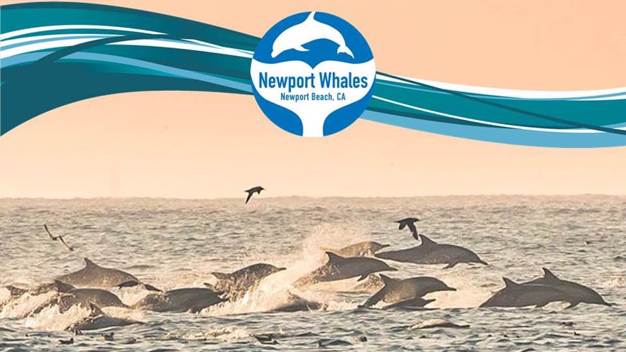 Go Whale Watching | Newport Beach, CA | Whale Watching Highlights