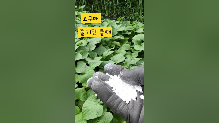장마철 고구마 줄기만 클때