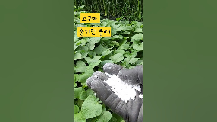 장마철 고구마 줄기만 클때