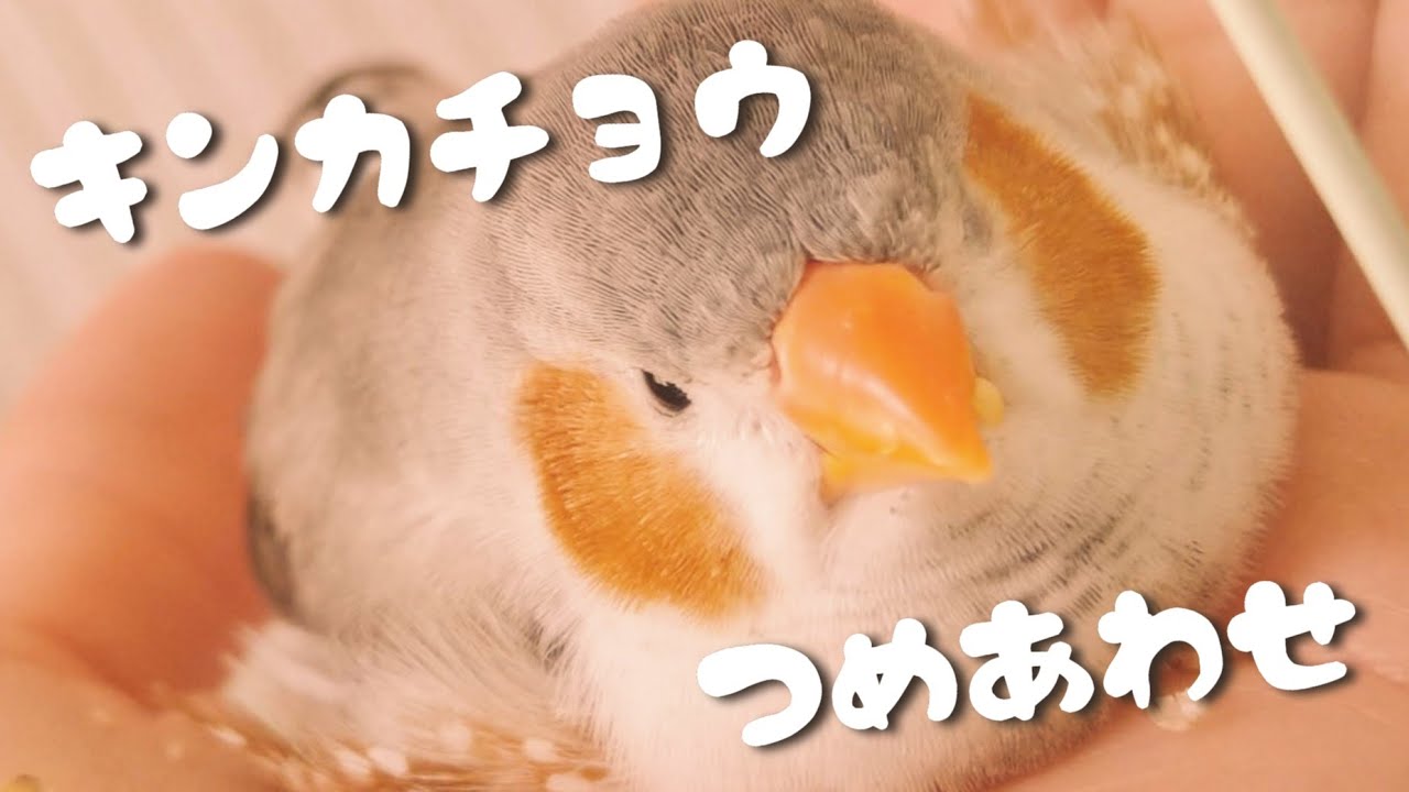 キンカチョウ動画まとめ A Collection Of Zebra Finch Videos きんちゃん つめあわせ Youtube キンカチョウ動画まとめ A Collection Of Zebra Finch Videos きんちゃん つめあわせ Youtube