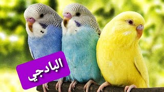 ماذا تعرف عن طائر البادجي؟