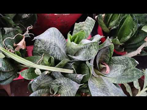 My Snake 🐍 Plant Collection Best Aur Purifier Plant ☘️