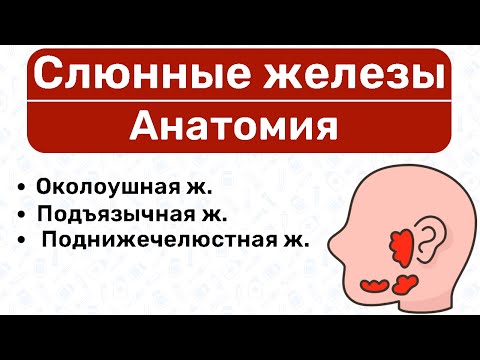 Слюнные железы анатомия: подъязычная железа, поднижечелюстная железа, околоушная железа анатомия