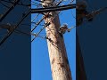 🐿️ Squirrel glitches out.  Electrocuted by high voltage power lines. ⚡