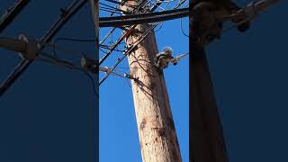 Squirrel glitches out.  Electrocuted by high voltage power lines. ⚡