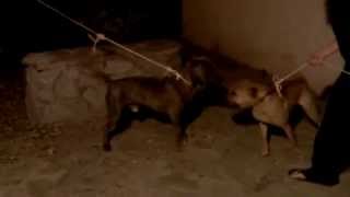 Chinese Char-Pei Ema Meets Pitbull Part 1 The Play