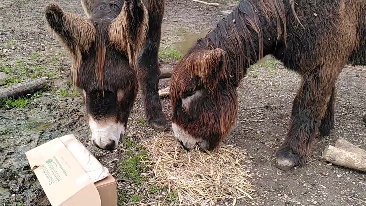 Beschäftigung für zwei Großesel: Essbare Verpackung von der Baumschule Horstmann