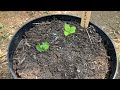 6 plantes  exotique dans mon potager en bretagne