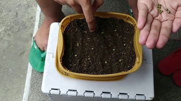 TLE Performance Task