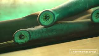 SEA LAMPREY - [ANIMAL VLOG #3]