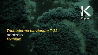 Time-Lapse: How Trichoderma controls Pythium